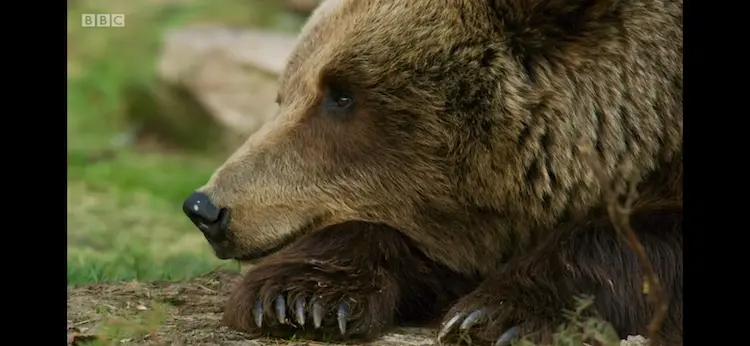 Eurasian brown bear (Ursus arctos arctos) as shown in Seven Worlds, One Planet - Europe